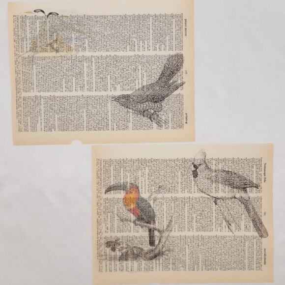 Bird Dictionary Prints 2, Colorful Bird Prints, Book Page Prints - Picture 3 of 6